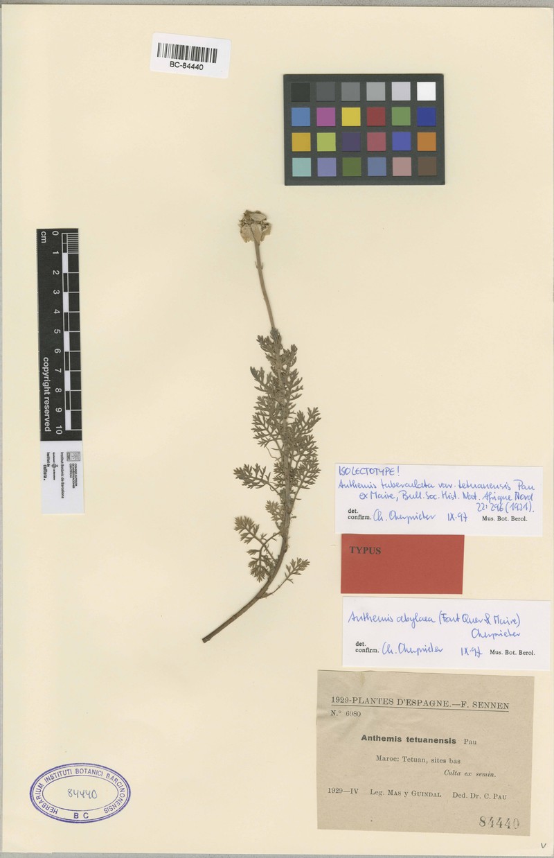Anthemis abylaea
