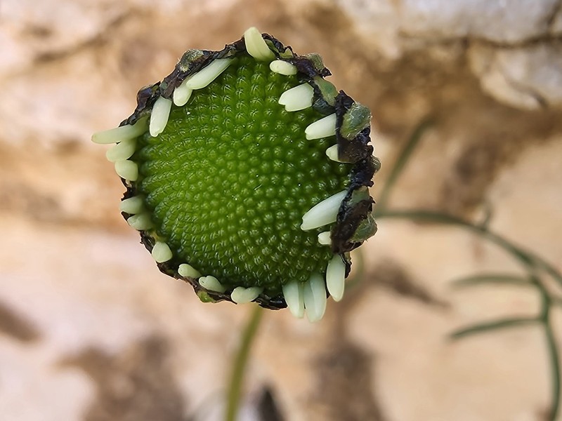 Anthemis aciphylla