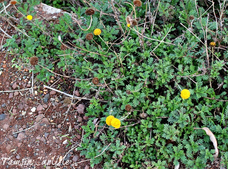 Anthemis aciphylla photo 2