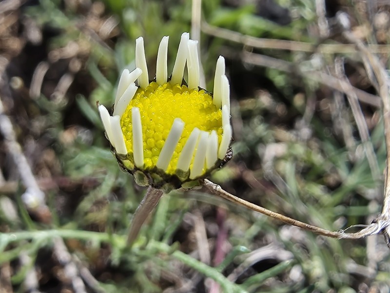 Anthemis aciphylla photo 3