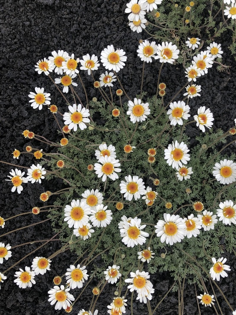 Anthemis aetnensis photo 2
