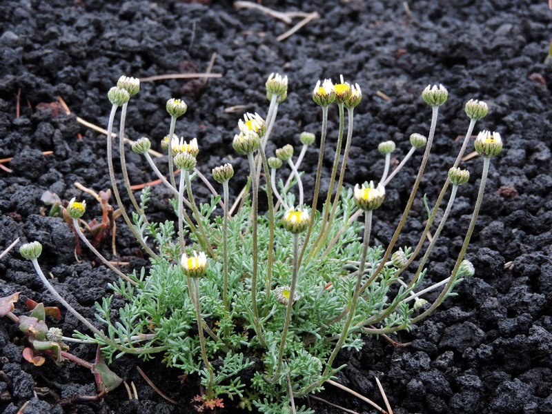 Anthemis aetnensis photo 3