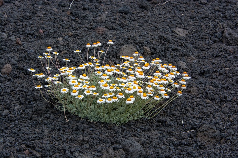 Anthemis aetnensis photo 4