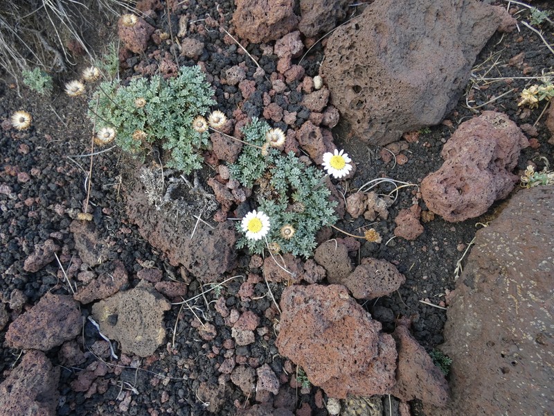 Anthemis aetnensis photo 5