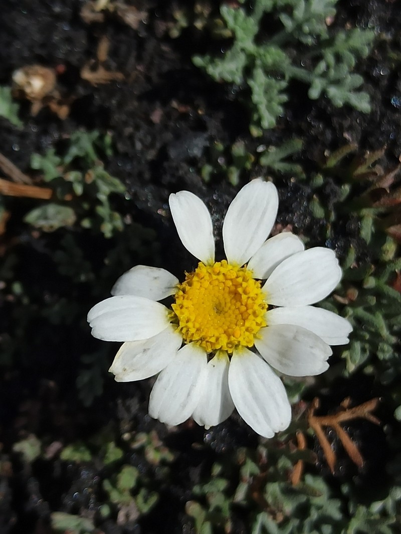 Anthemis aetnensis photo 8