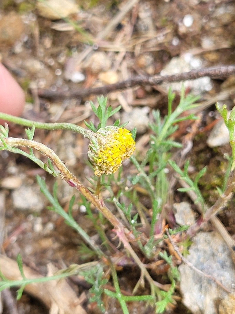 Anthemis alpestris
