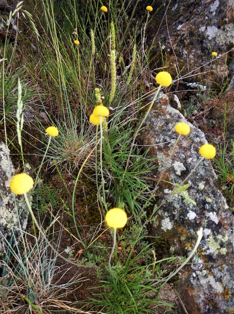 Anthemis alpestris photo 3
