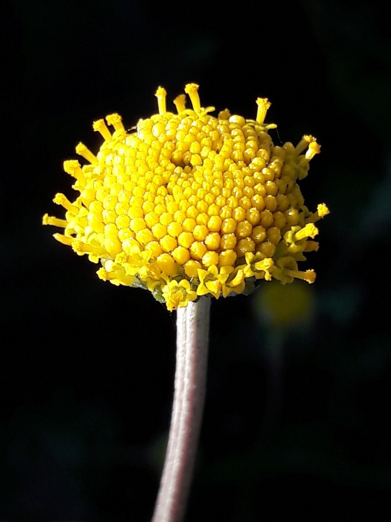 Anthemis alpestris photo 6