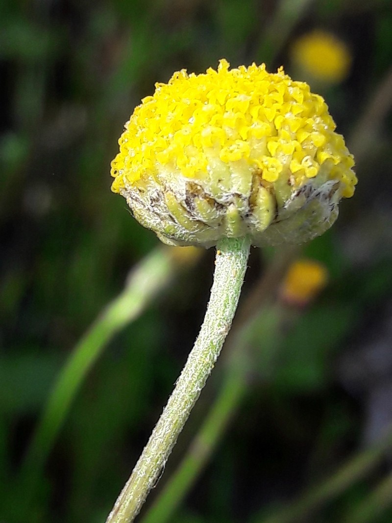 Anthemis alpestris photo 7
