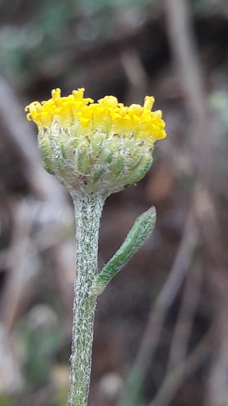 Anthemis alpestris photo 8