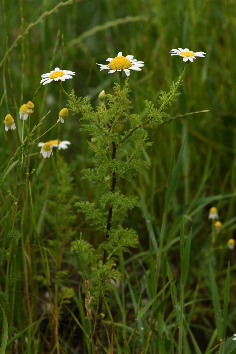Tall Chamomile
