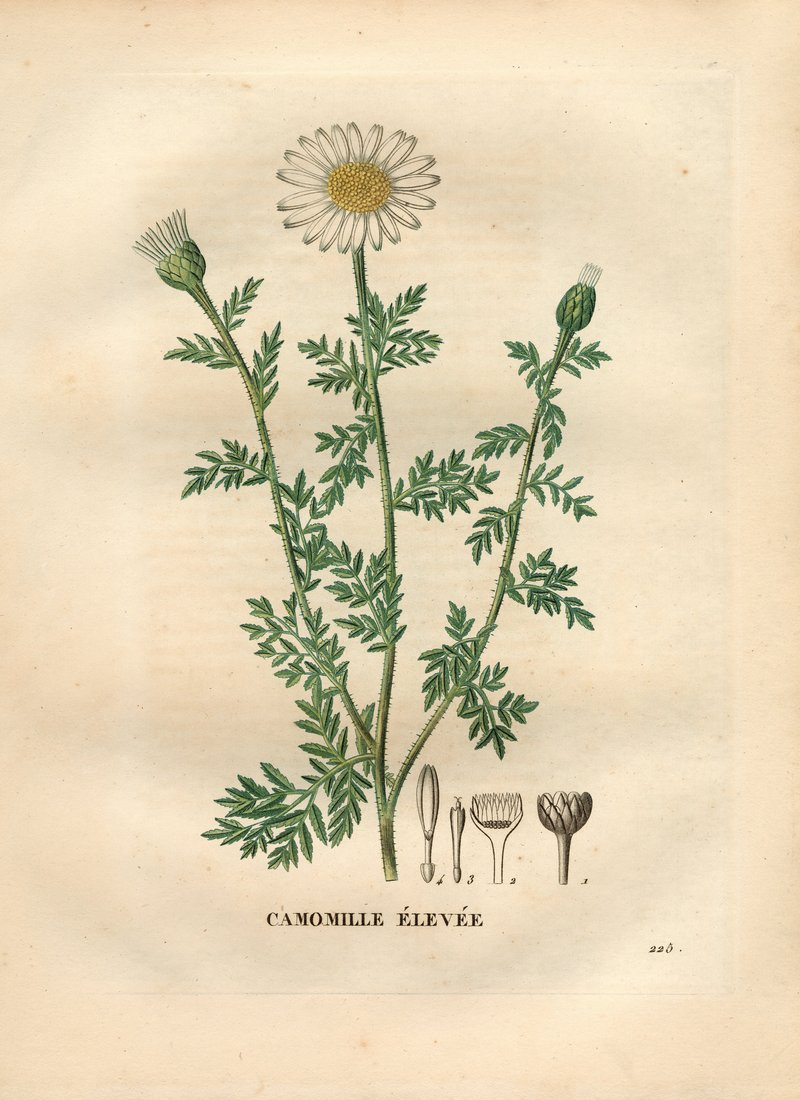 Tall Chamomile photo 2