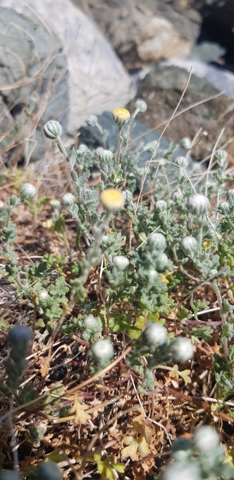 Anthemis ammanthus photo 4