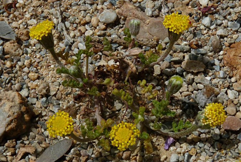Anthemis ammanthus photo 5