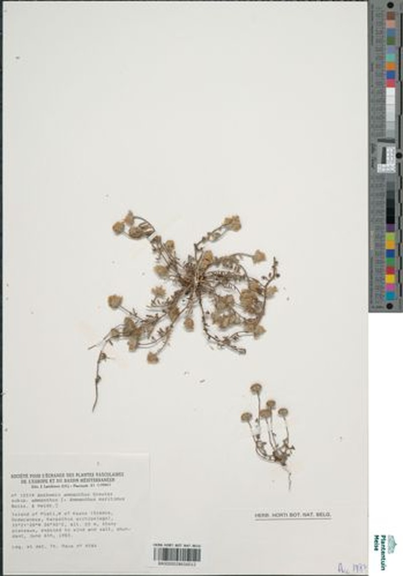 Anthemis ammanthus subsp. ammanthus photo 2