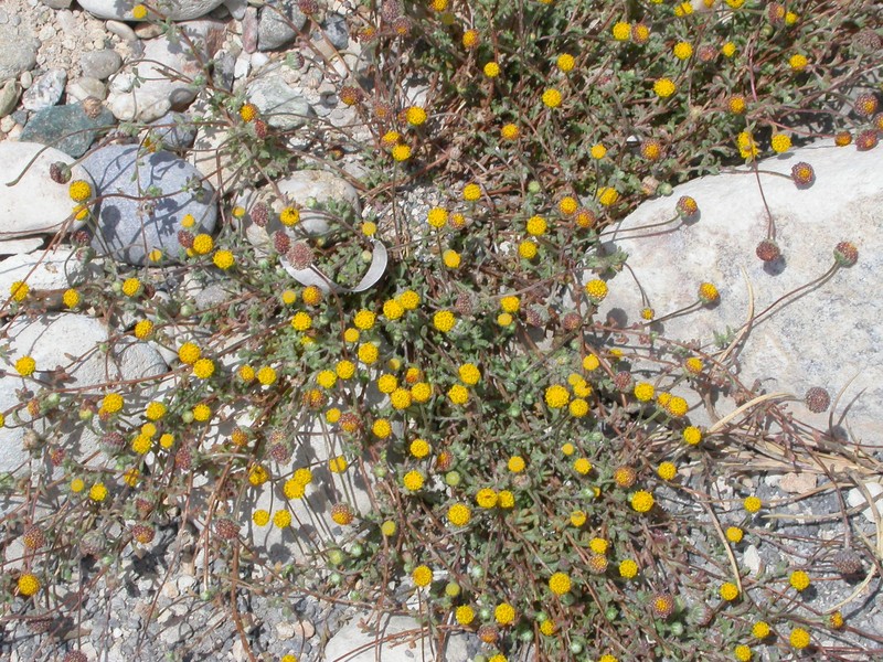 Anthemis ammanthus subsp. paleacea