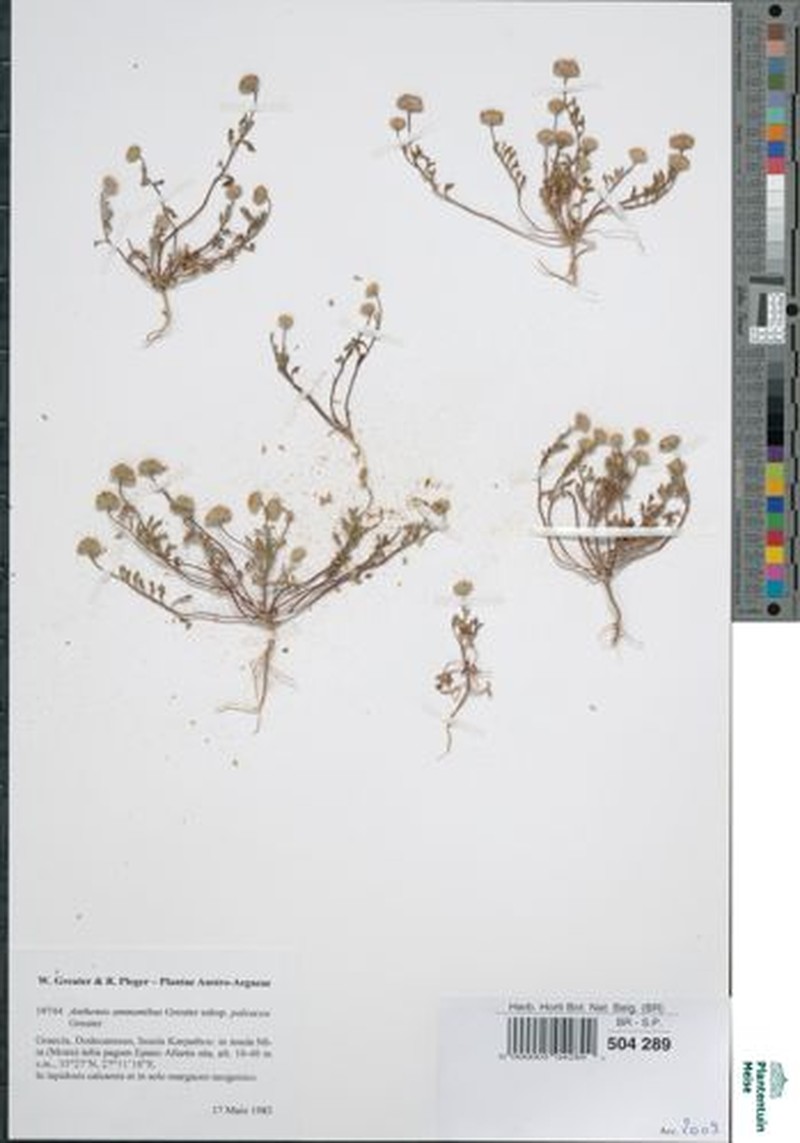 Anthemis ammanthus subsp. paleacea photo 3
