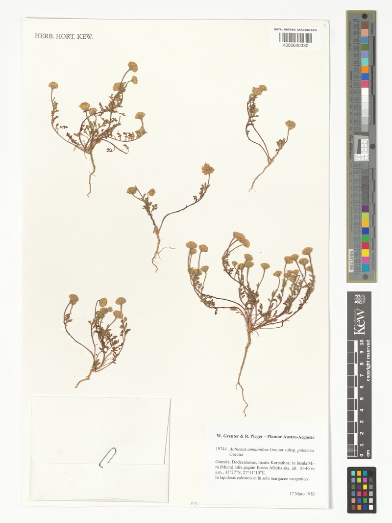 Anthemis ammanthus subsp. paleacea photo 4