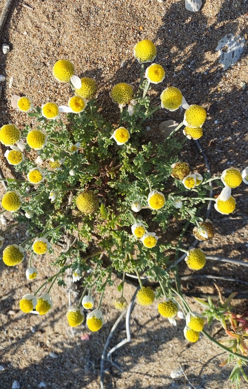 Anthemis ammophila