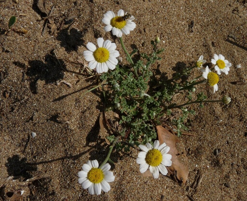 Anthemis ammophila photo 2