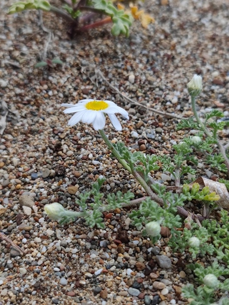 Anthemis ammophila photo 3