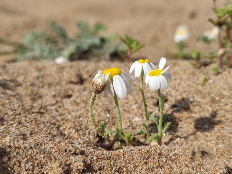 Anthemis ammophila photo 4
