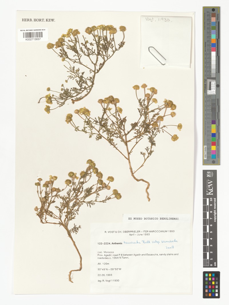 Anthemis arenicola photo 3