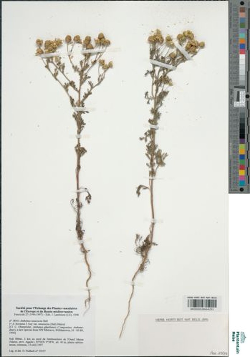 Anthemis arenicola