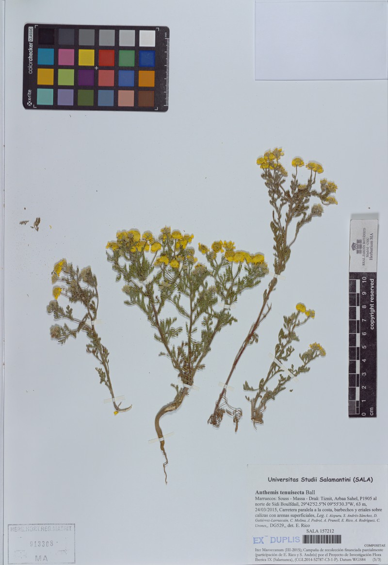 Anthemis arenicola photo 2