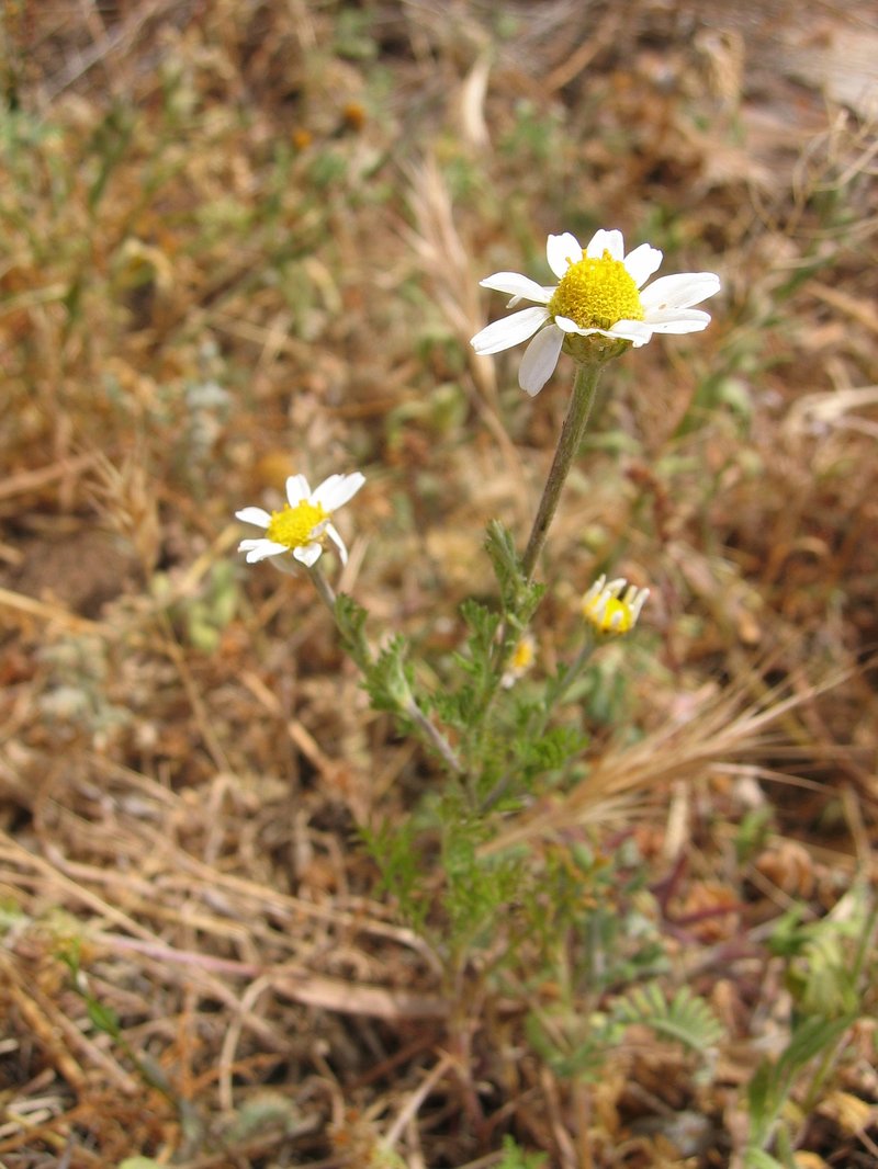 Corn Chamomile
