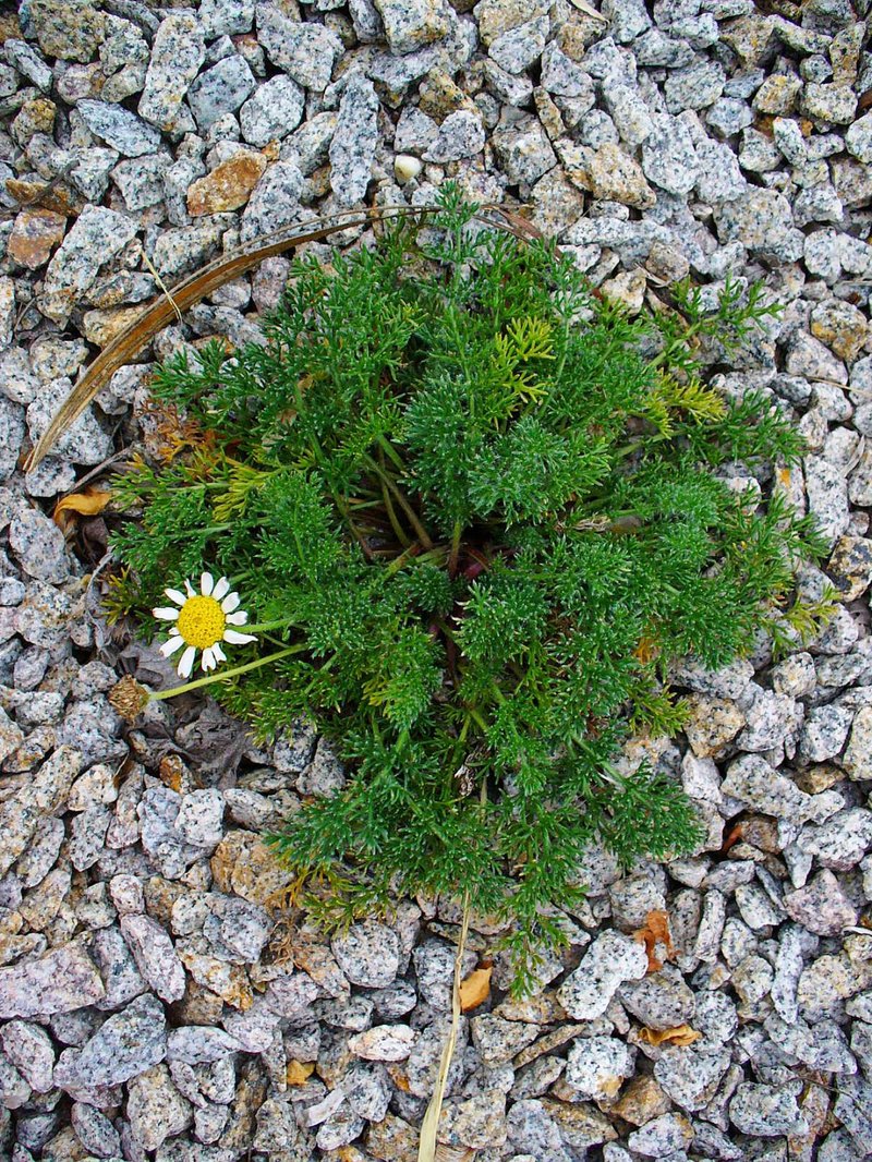 Corn Chamomile photo 2