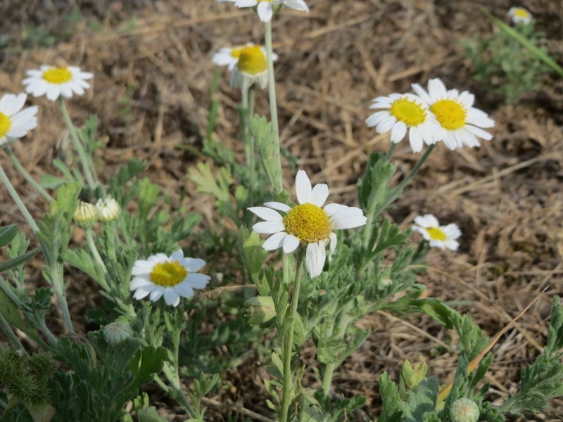 Corn Chamomile photo 3