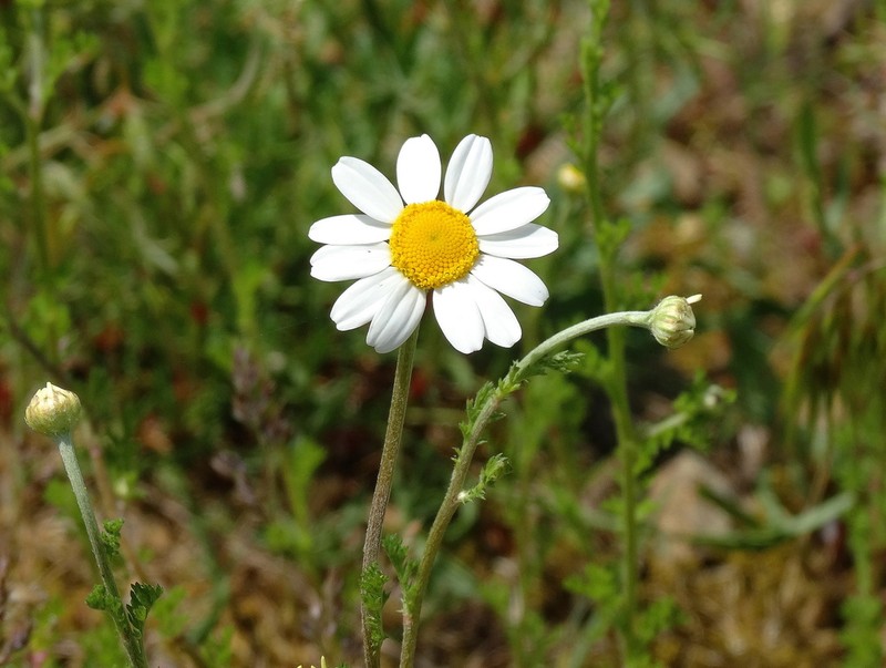Corn Chamomile photo 4