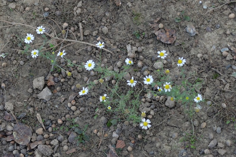 Corn Chamomile photo 5