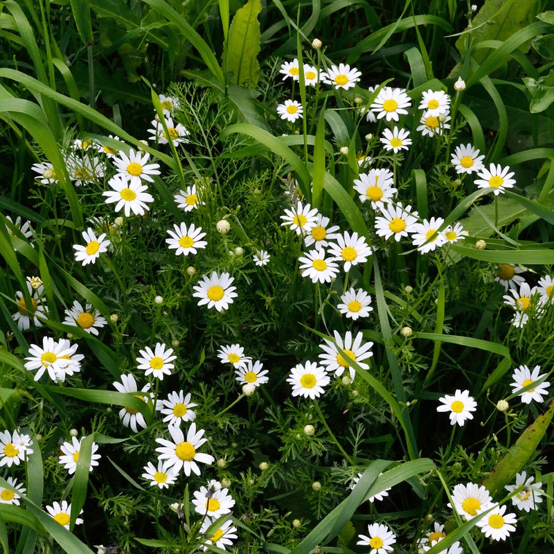 Corn Chamomile photo 6