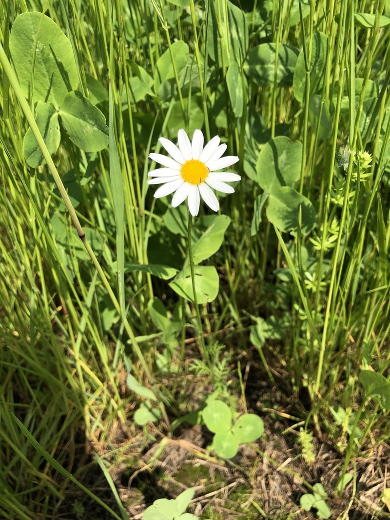 Corn Chamomile photo 7
