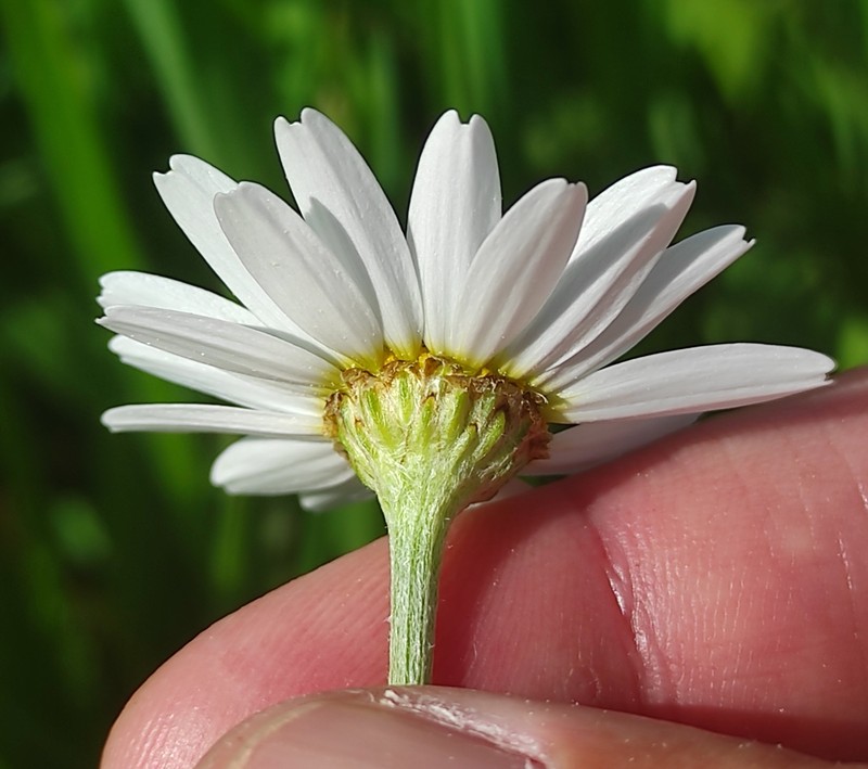 Anthemis arvensis subsp. arvensis