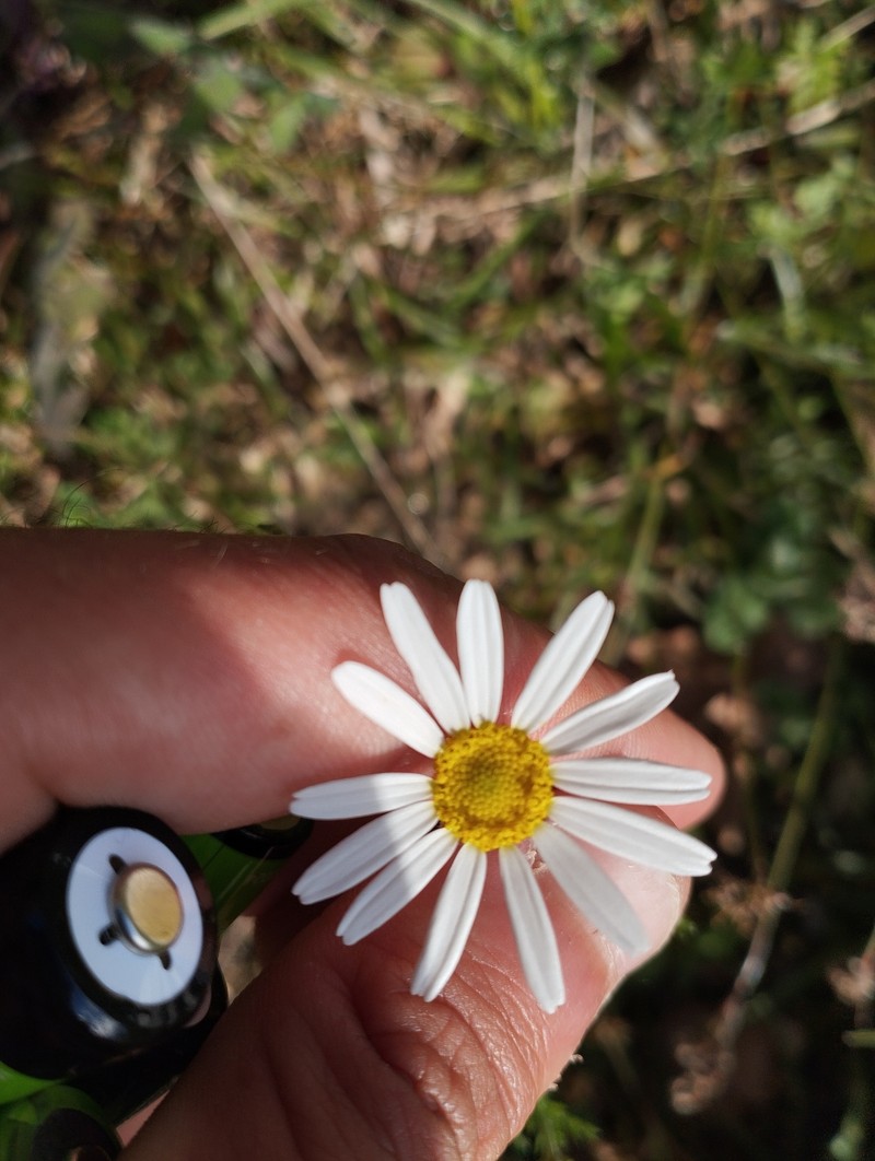 Anthemis arvensis subsp. arvensis photo 2