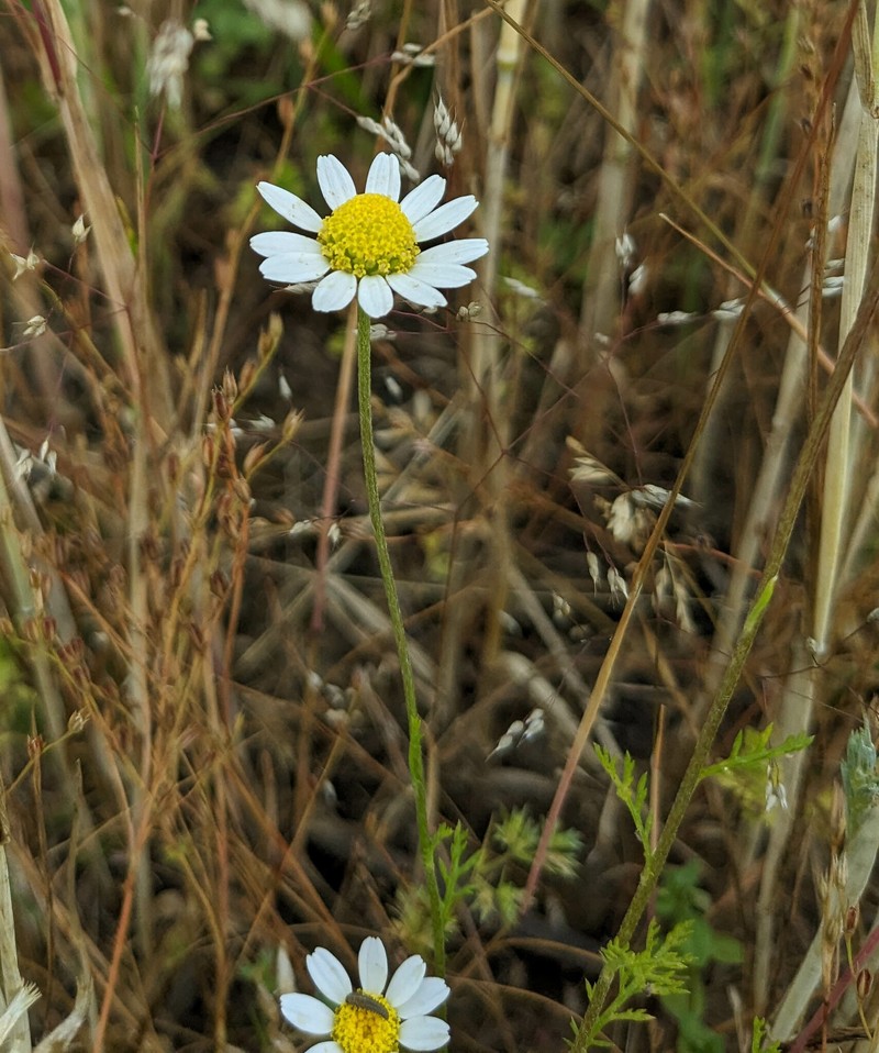 Anthemis arvensis subsp. arvensis photo 3