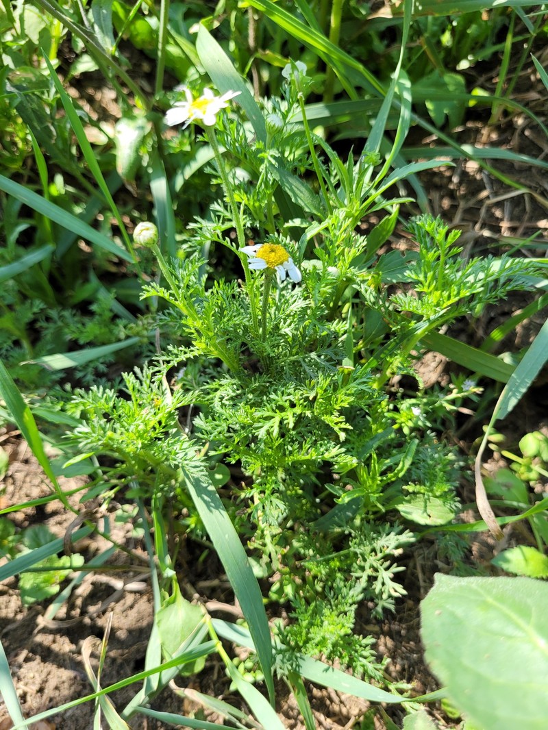 Anthemis arvensis subsp. arvensis photo 4