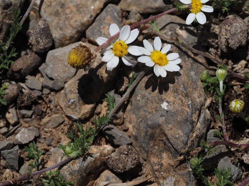 Anthemis arvensis subsp. incrassata photo 2