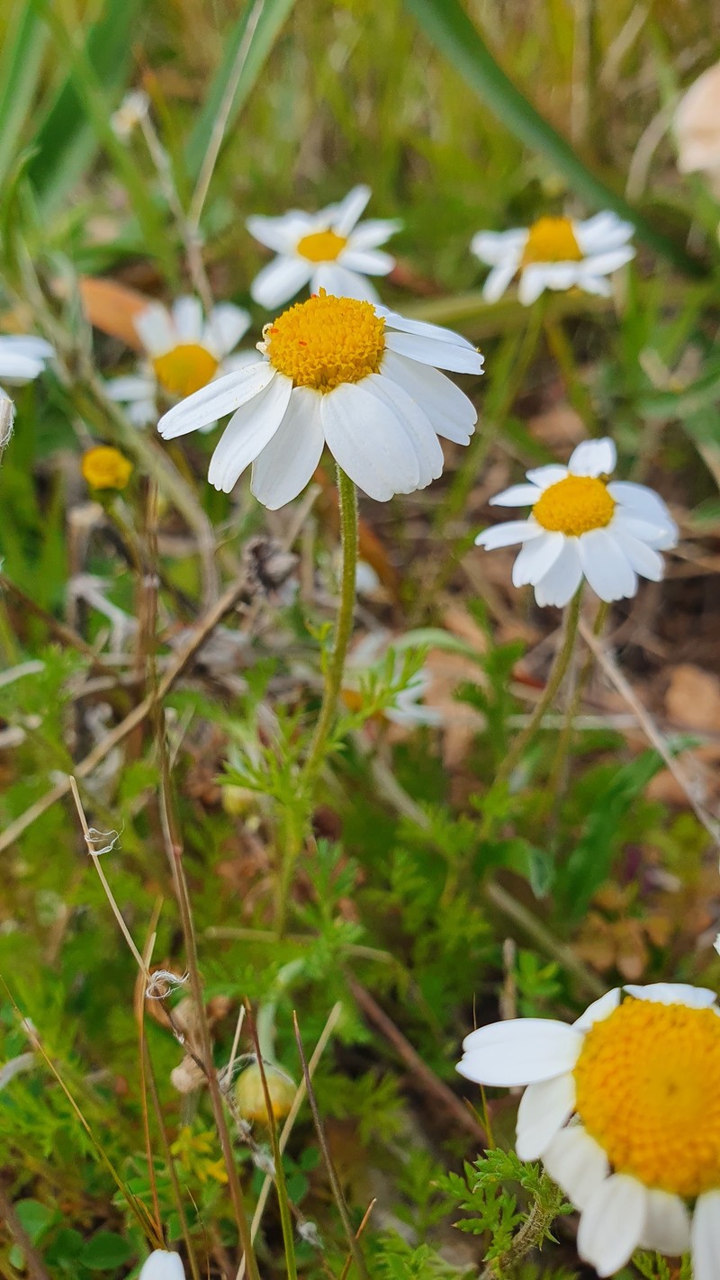 Anthemis arvensis subsp. incrassata photo 3