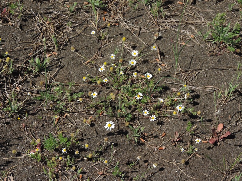 Anthemis arvensis subsp. incrassata photo 4