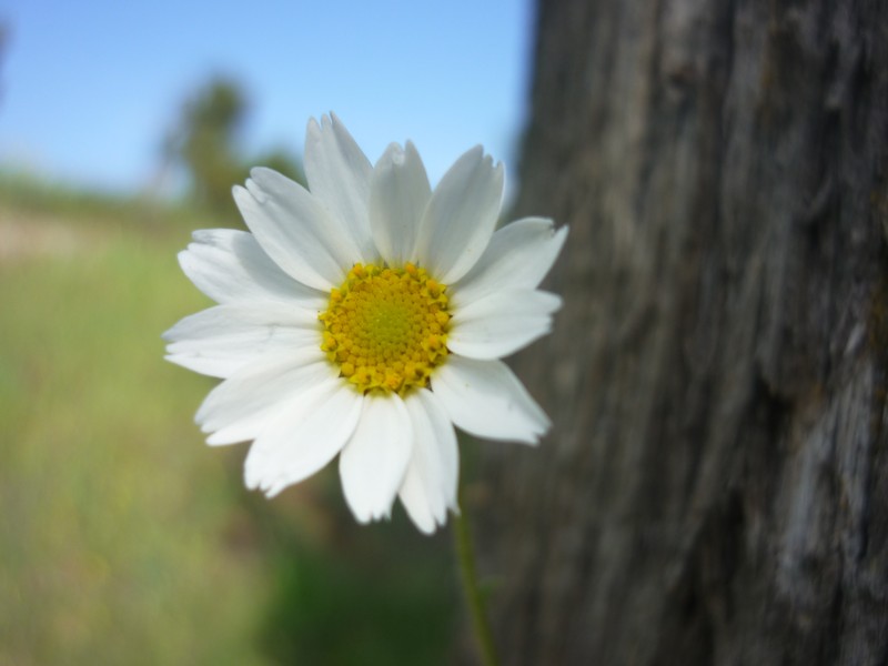 Anthemis arvensis subsp. incrassata photo 5