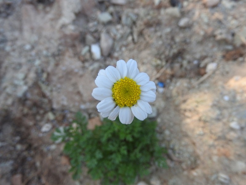 Anthemis auriculata