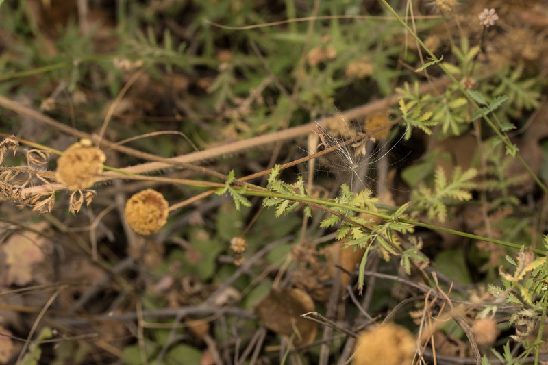 Anthemis auriculata photo 2