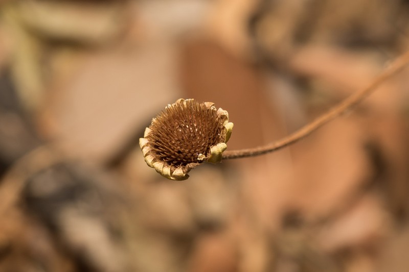 Anthemis auriculata photo 3