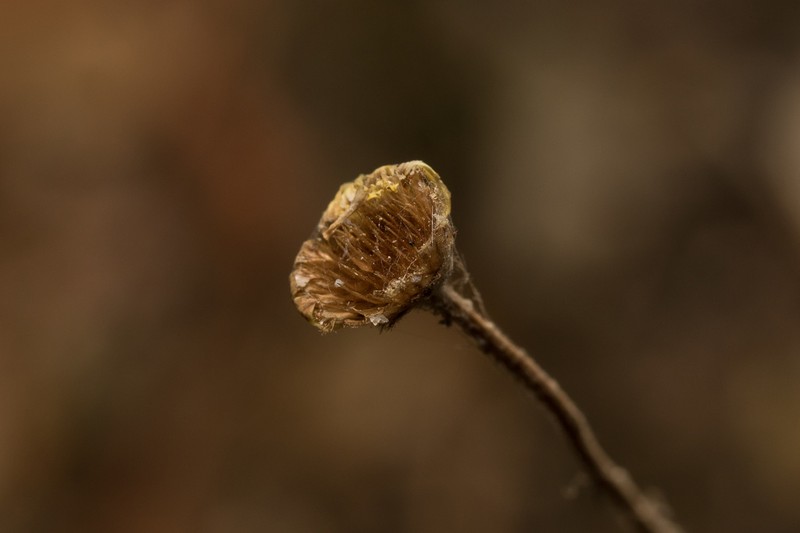 Anthemis auriculata photo 4