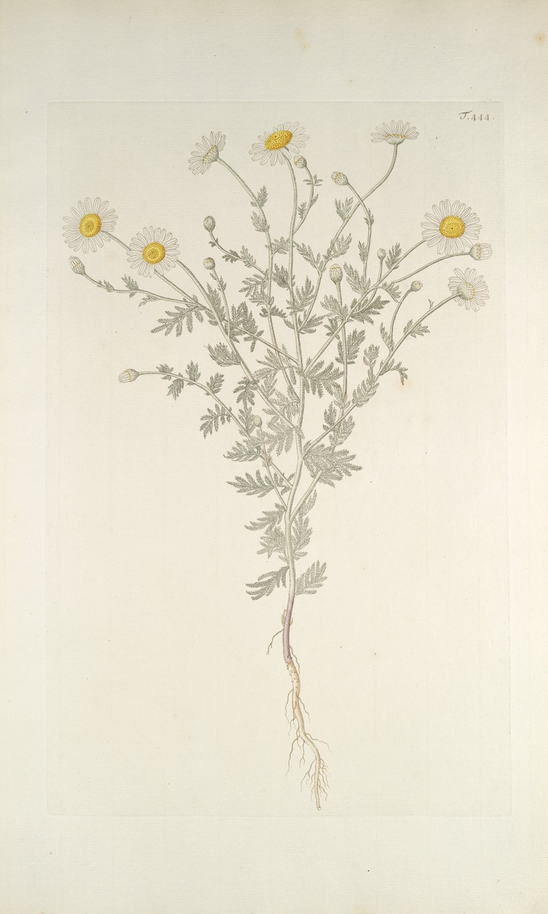 Austrian Chamomile photo 2