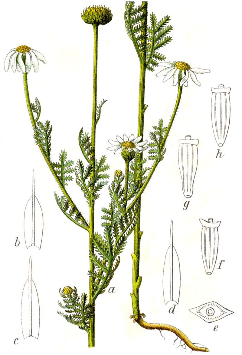 Austrian Chamomile photo 3